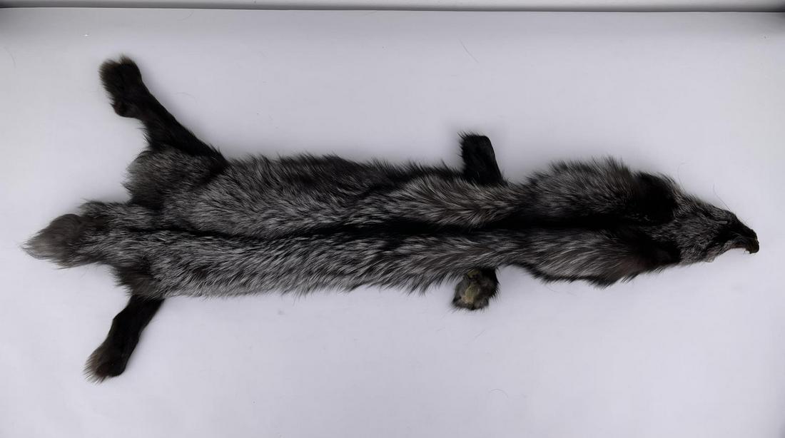 Beautiful Ranch Silver Fox Fur Pelt Taxidermy: 47" long.