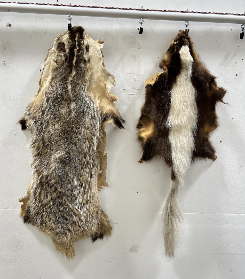Taxidermy Skunk and Badger Fur Hides: Nice grouping. Allard Auction Collection Inv: NAB 38133