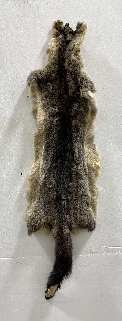 Taxidermy Marmot Pelt Hide Pelt #96 (1 of 5)