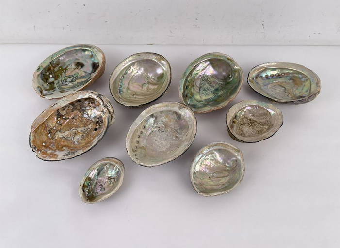 Collection Of Abalone Shells