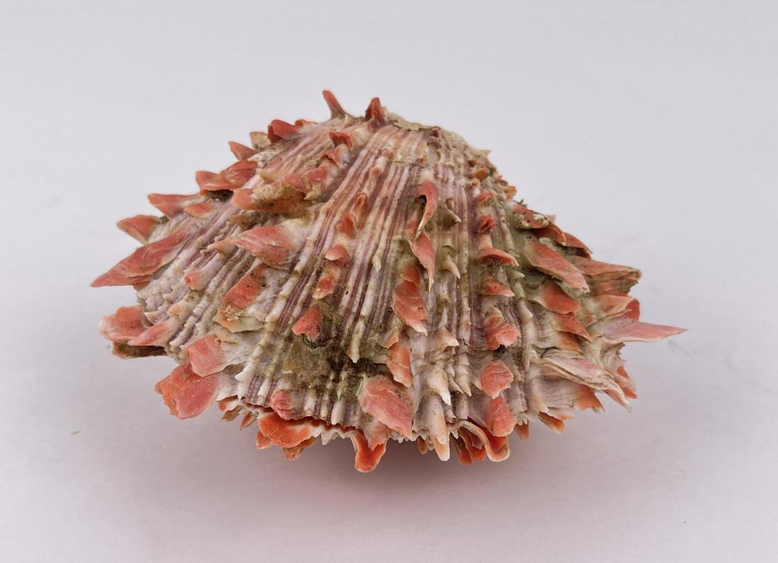 Spiny Oyster Sea Shell: Nice example.