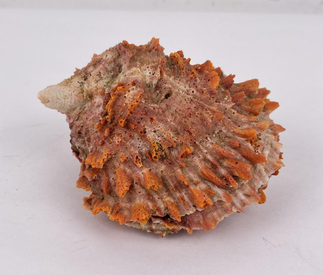 Spiny Oyster Sea Shell: Nice example.