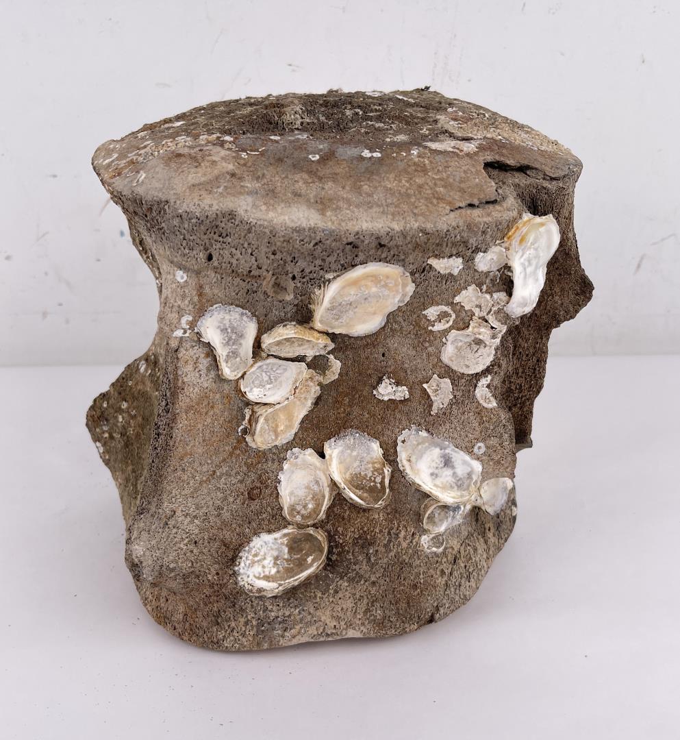 South Carolina Fossil Whale Vertebrae: 8 3/4" tall, 10 1/4" diameter. 12lbs 4oz.