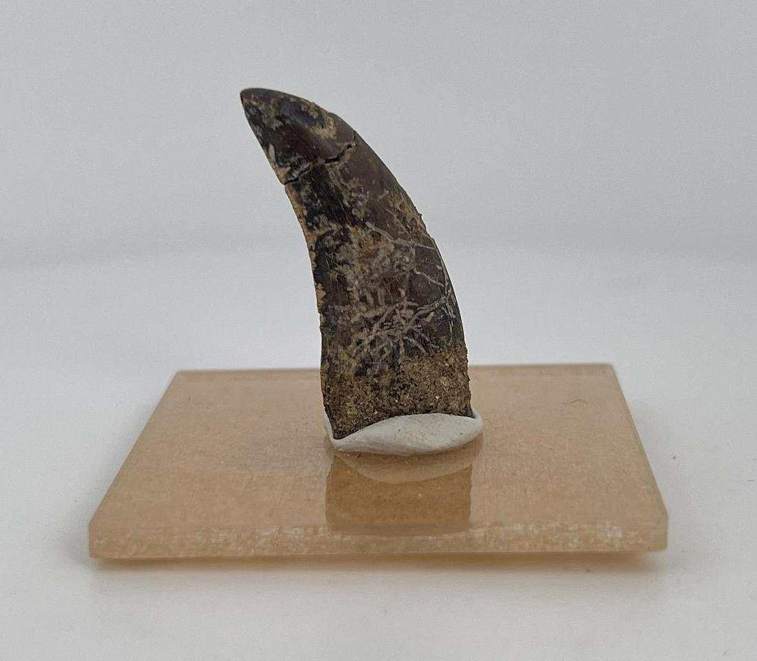 Albertosaurus Dinosaur Tooth Judith River Fossil: Found on the Judith River in Montana. 1 3/8" tall.