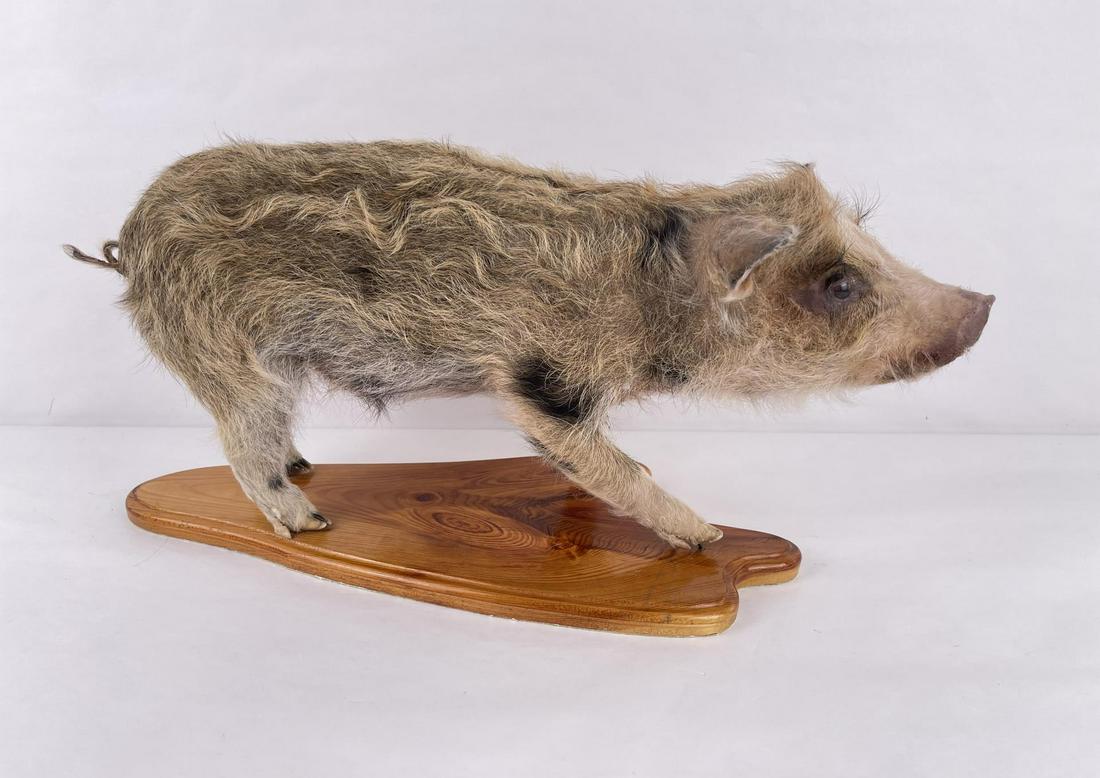 Rare Taxidermy Full Body Piglet Farm Pig (1 of 6)