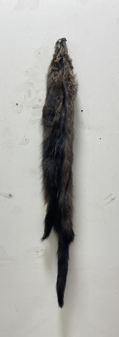 Beautiful Wild Fisher Fur Pelt Taxidermy #96: 41" long.