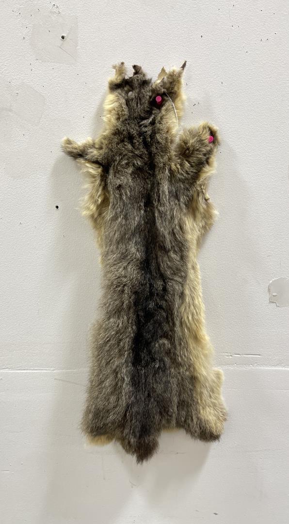 Taxidermy Marmot Pelt Hide #87: 24" long.