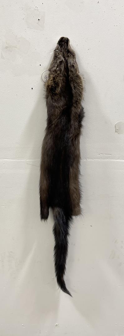 Beautiful Wild Fisher Fur Pelt Taxidermy #95: 43" long.