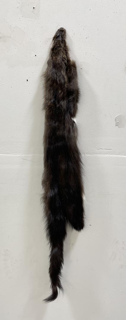 Beautiful Wild Fisher Fur Pelt Taxidermy #94: 42" long.