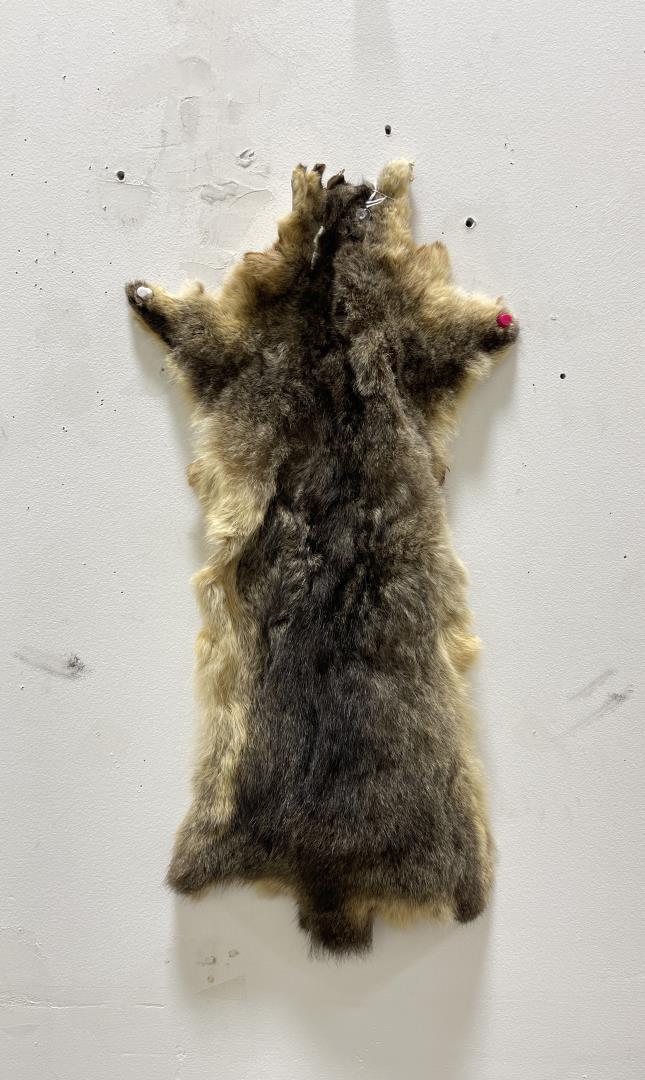 Taxidermy Marmot Pelt Hide #107: 22" long.
