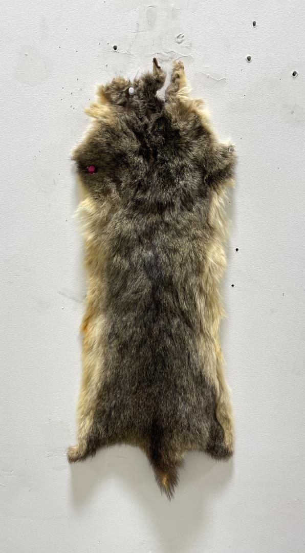 Taxidermy Marmot Pelt Hide #109: 24" long.