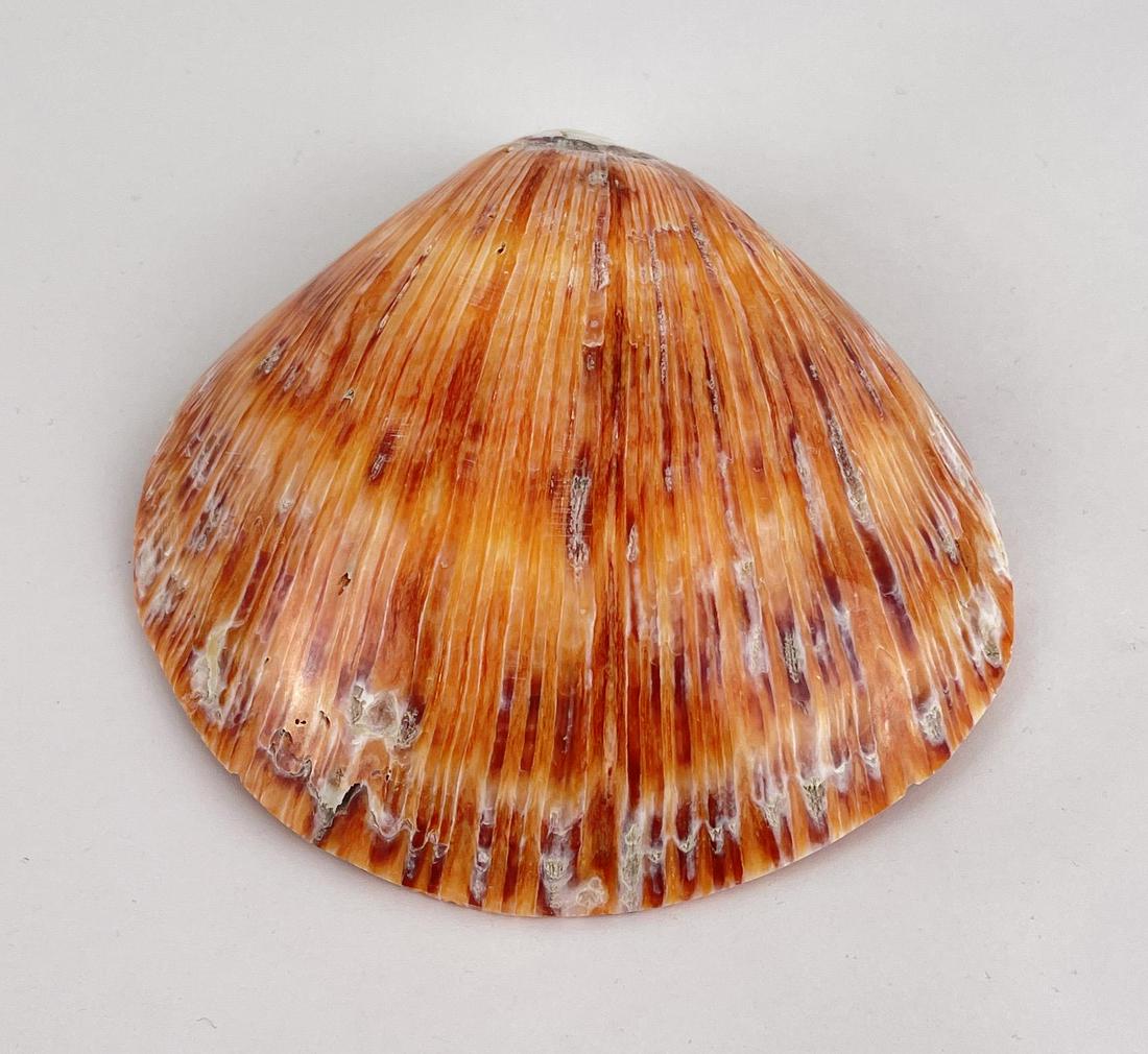 Polished Spiny Oyster Shell (1 of 6)