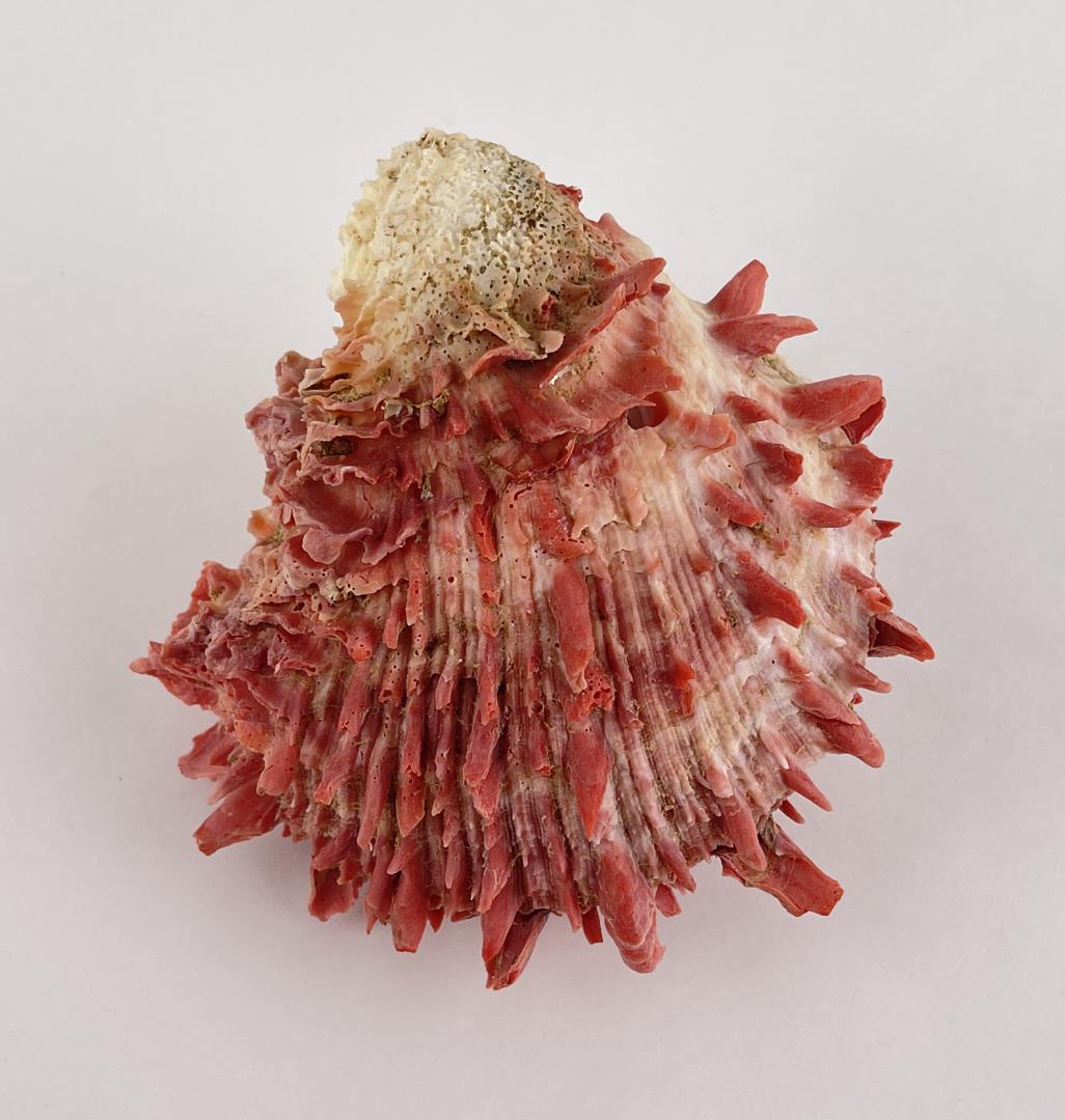 Spiny Oyster Sea Shell: Nice example.
