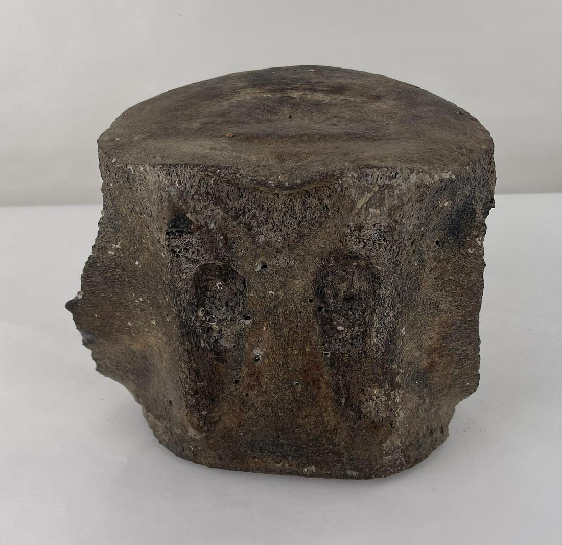 South Carolina Fossil Whale Vertebrae: 7" tall, 8 5/8" wide.