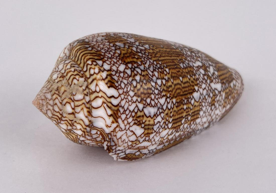 Conus Textile Seashell: 4 1/8" long.