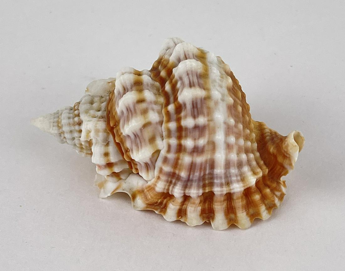 Distorsio anus Old Lady Conch Seashell: 2 5/8" long.