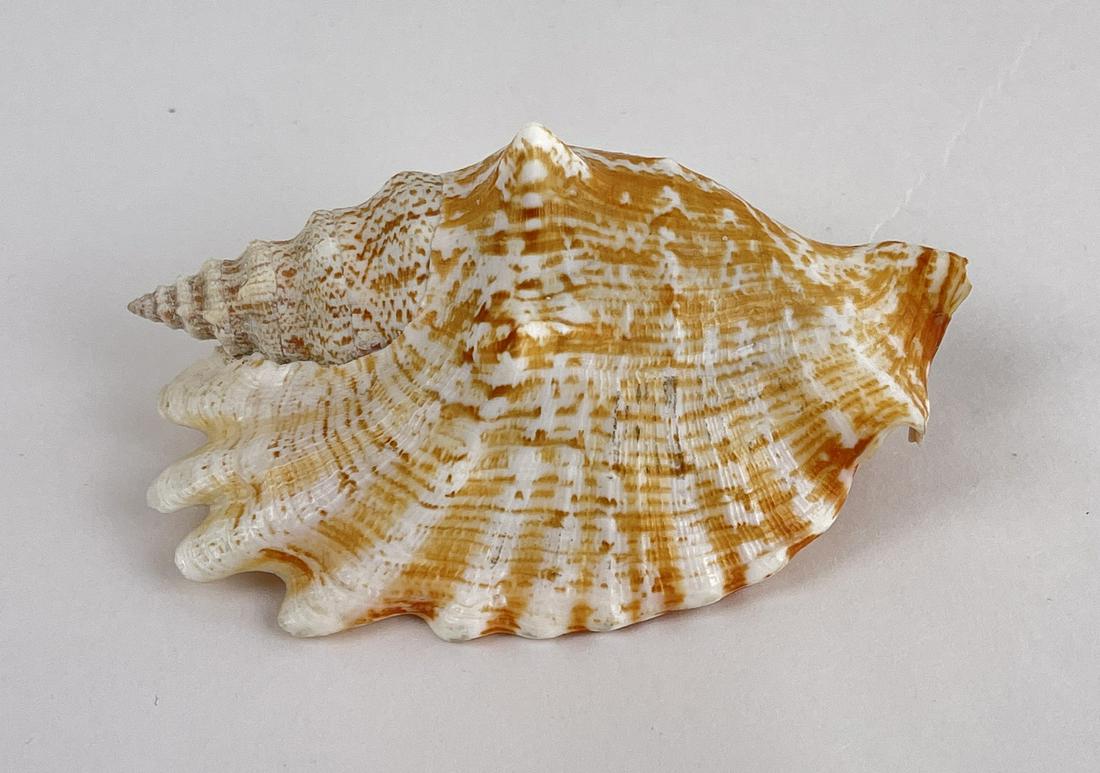 Lobatus raninus Hawkwing Conch Seashell (1 of 4)