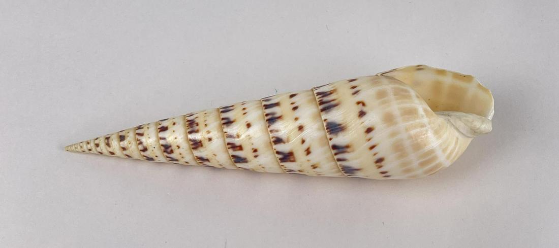 Terebra maculata Marlinspike Seashell: 6 5/8" long.
