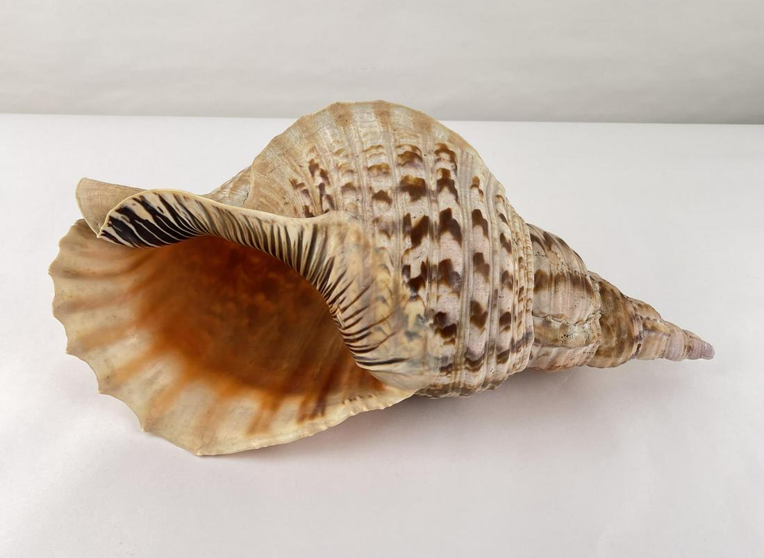 Charonia tritonis Conch Shell Seashell (1 of 5)