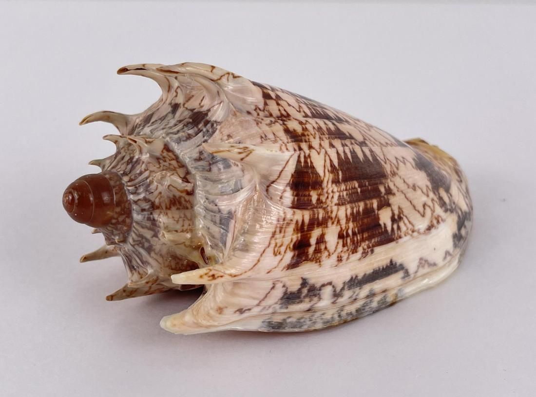 Cymbiola imperialis imperial volute Seashell (1 of 4)