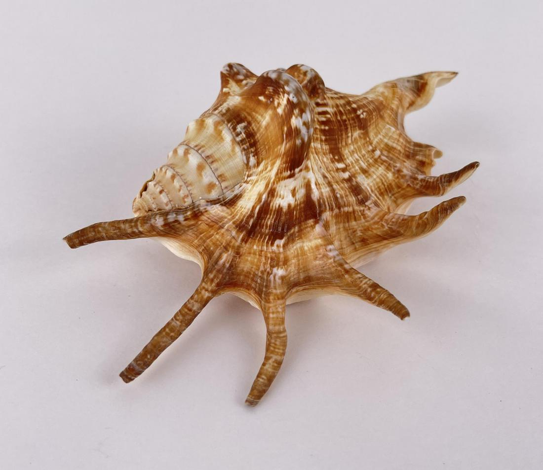 Lambis millepeda Seashell: 6" long.
