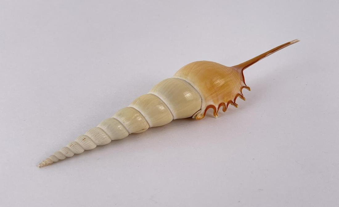 Tibia fusus Shin Bone Seashell: 6 1/2" long.