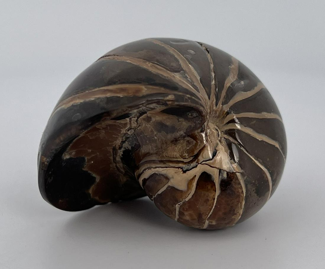 Ammonite Fossil: 2" long.