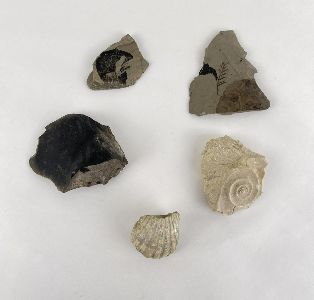 Group of Assorted Fossils: Nice grouping.