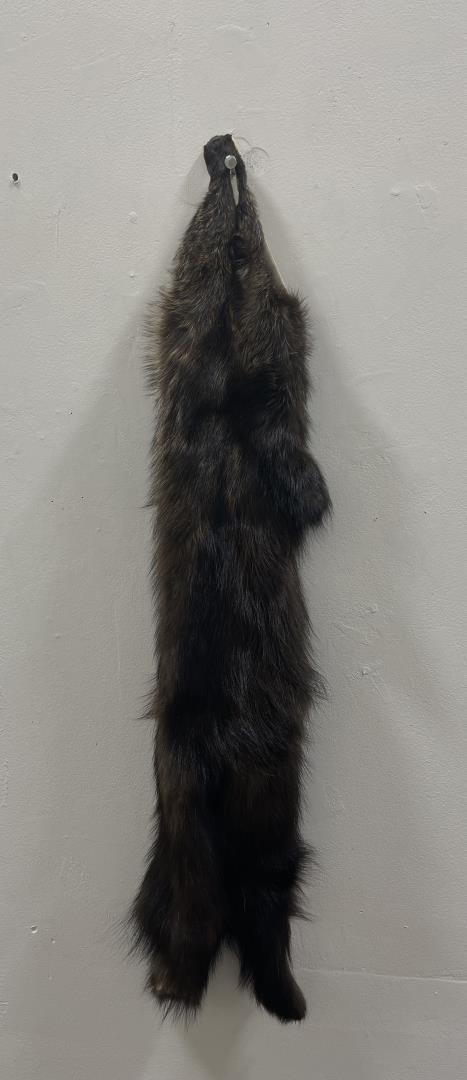 Beautiful Ranch Silver Fox Fur Pelt Taxidermy #21: 31 1/2" long. No tail.