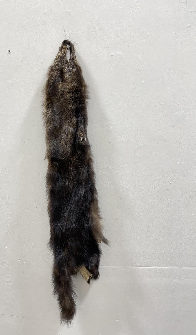 Beautiful Wild Fisher Fur Pelt Taxidermy #23: 36 1/2" long