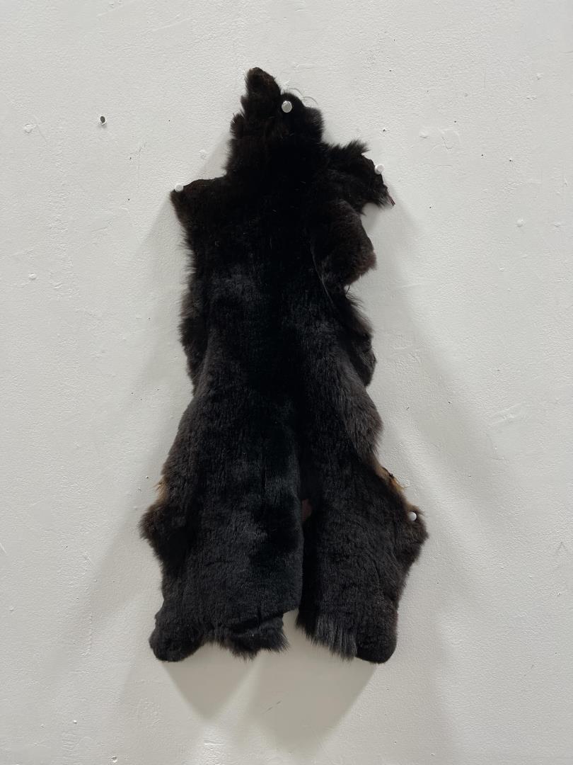 Taxidermy Marmot Pelt Hide #88: 12" by 24"