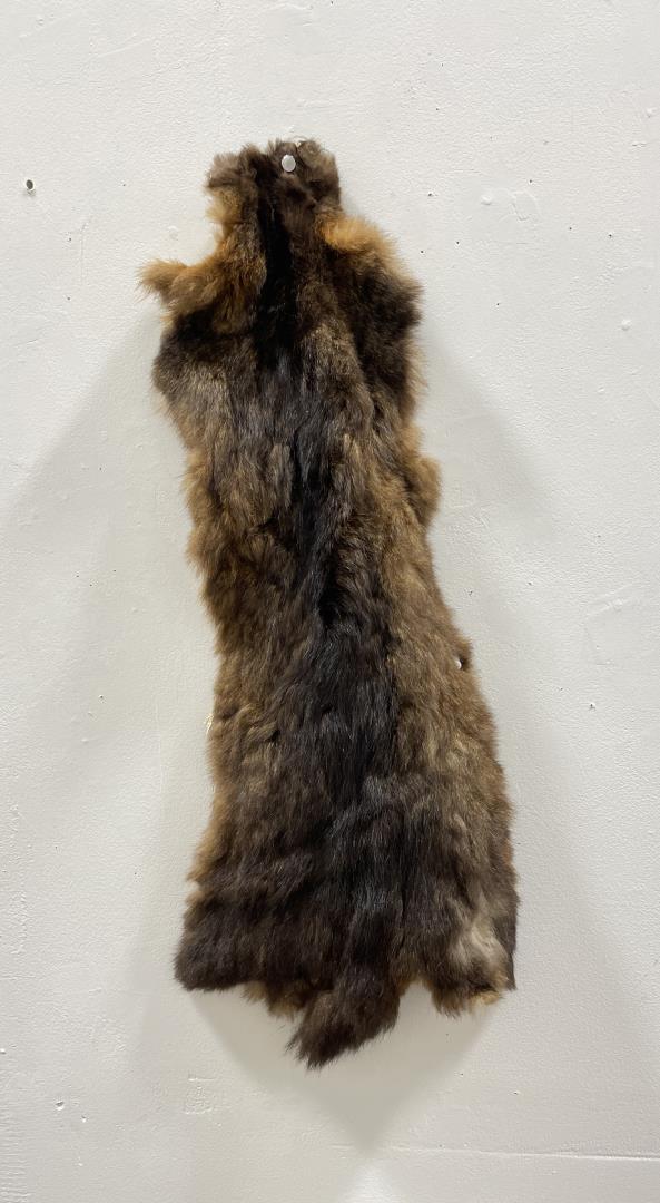 Taxidermy Marmot Pelt Hide #87: 26" long, 11 1/2" wide.