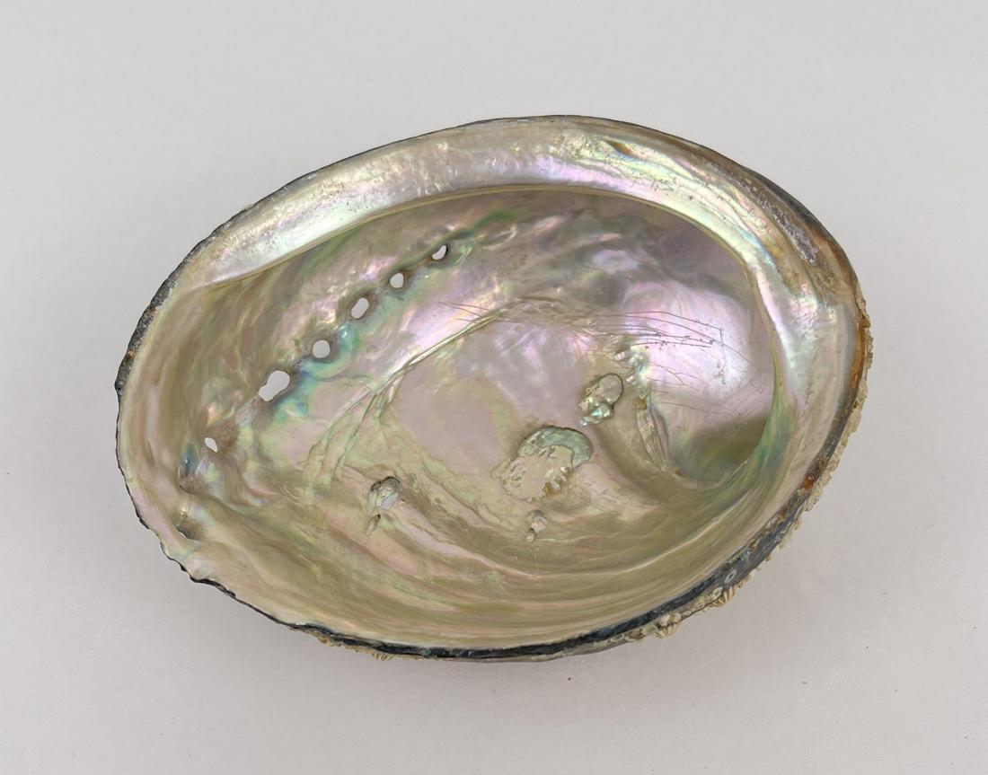 Abalone Shell: Nice example.