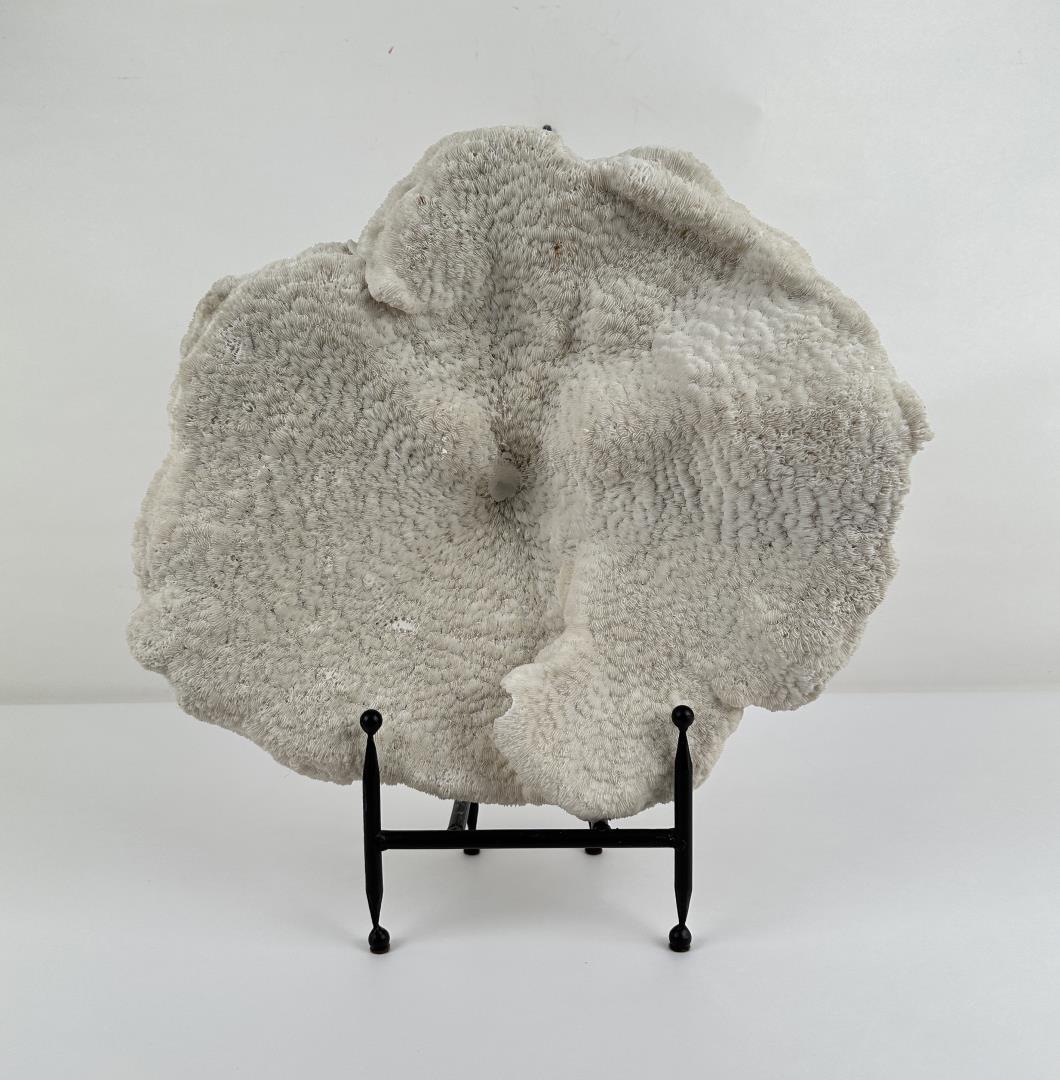 Large Coral Specimen (1 of 5)