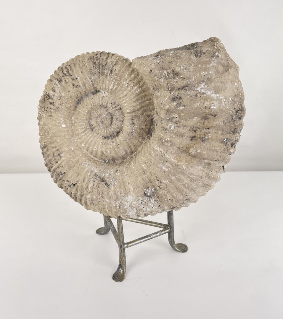 Large Moroccan Fossil Mantelliceras Ammonite (1 of 5)