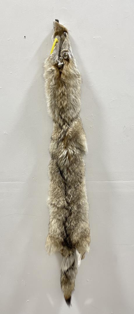 Montana Taxidermy Coyote Pelt Hide #68: 61" long