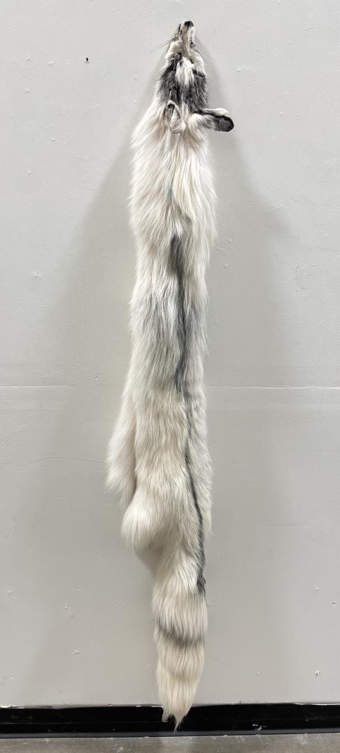 Beautiful Ranch Marble Fur Pelt Taxidermy #36: 63" long