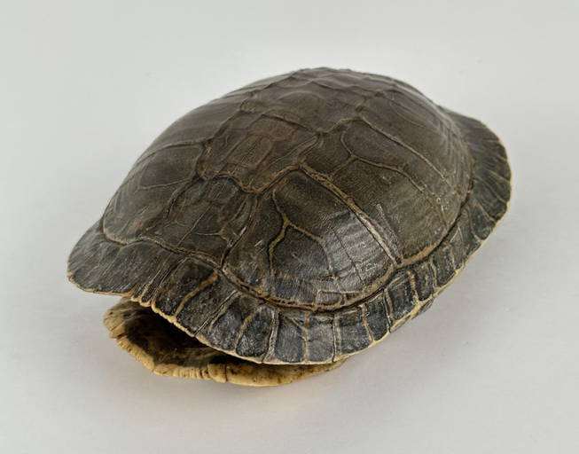 Natural Turtle Shell