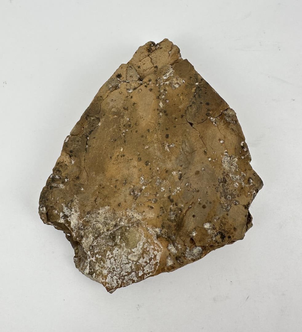 Early Human Fossil Footprint: Found in Glendive Montana as identified. 7 1/2" long, 6 3/4" wide.