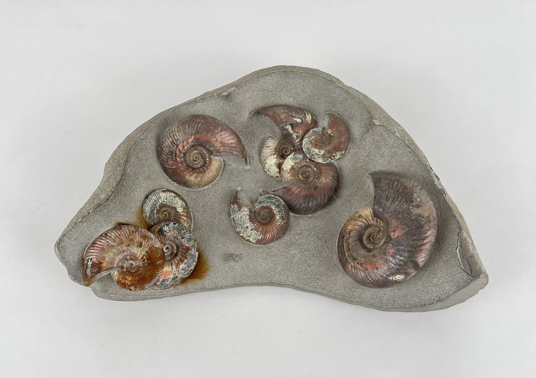Fossil Ammonites In Medium: Dimensions 13" long by 9 1/4" wide by 3 1/4 thick/