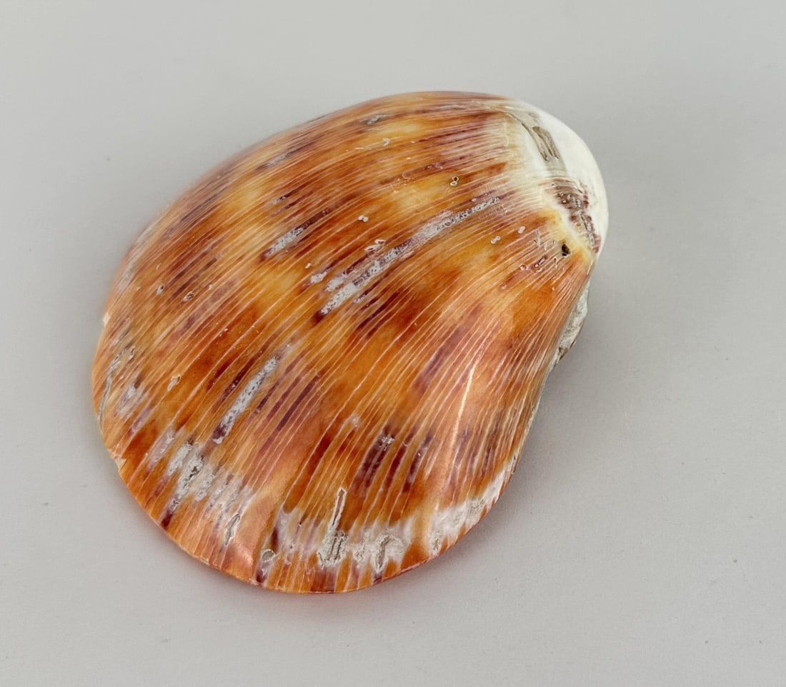 Polished Spiny Oyster Shell (1 of 5)