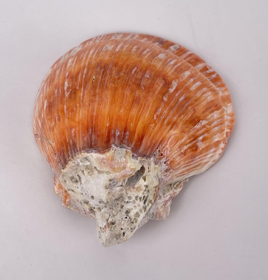 Polished Spiny Oyster Shell (1 of 3)