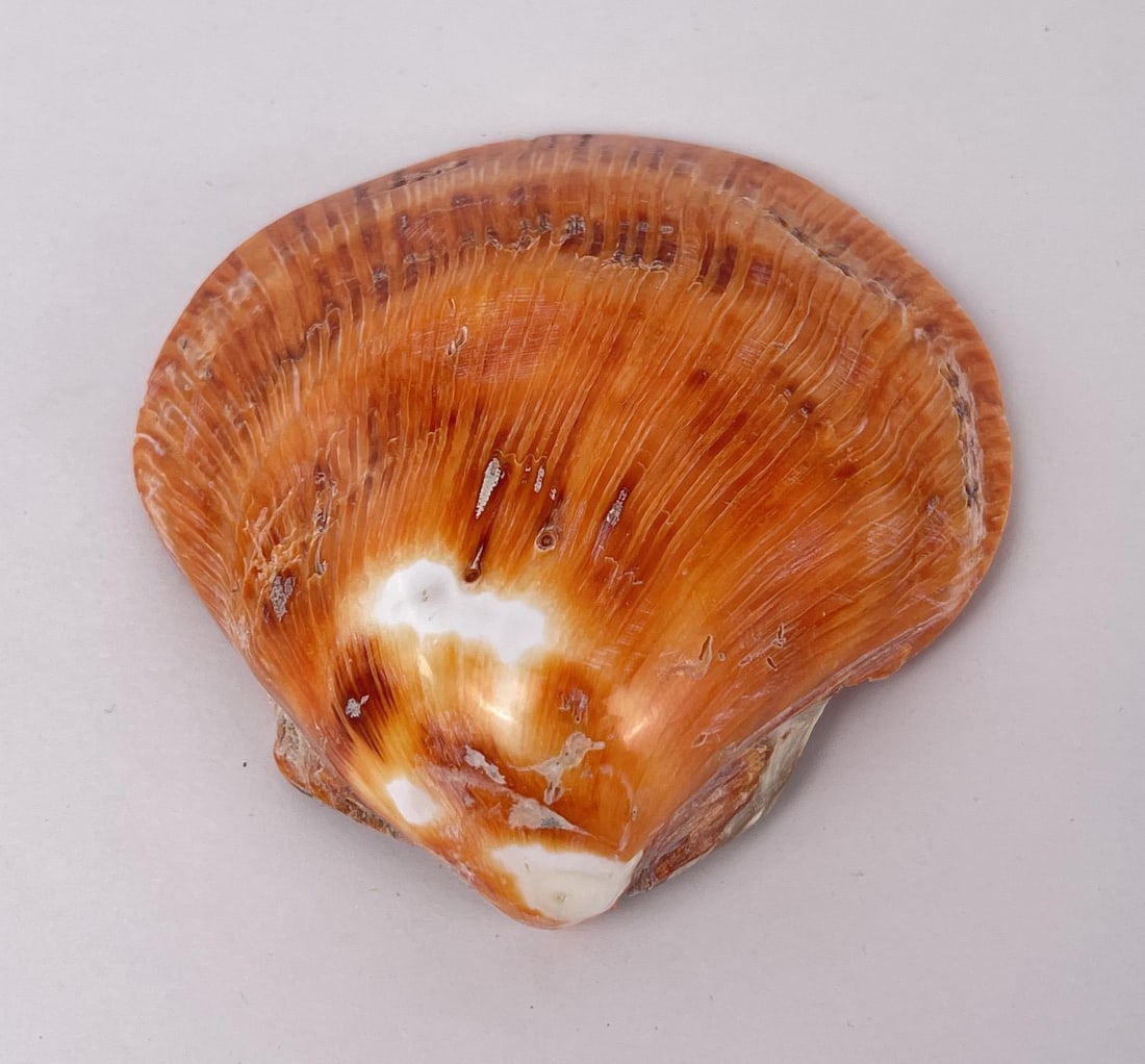 Polished Spiny Oyster Shell (1 of 3)