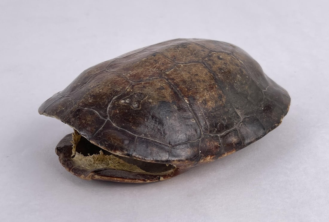Antique Marsh Terrapin Crocodile Turtle Shell: 6" long.