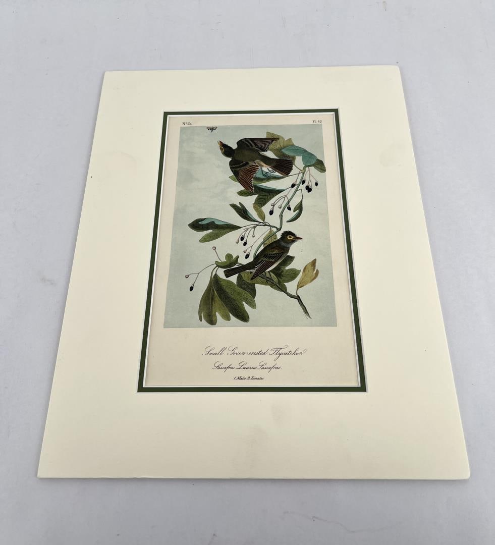 John James Audubon Print Green Crested Flycatcher: Matted dimensions 14" by 11".