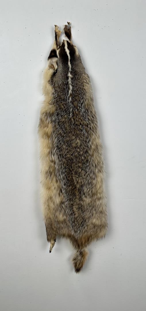 Montana Taxidermy Badger Hide: 37" long.