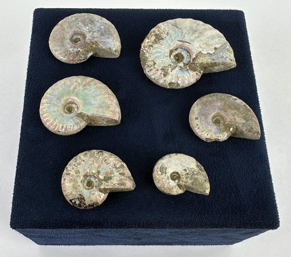 Collection of Fossil Ammonites: 6 total. Largest measures 1 3/4" by 1 1/2"