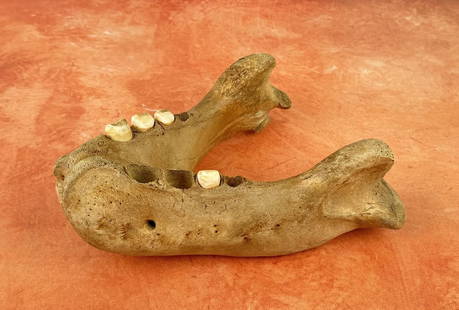 Antique Taxidermy Walrus Tusks Auction