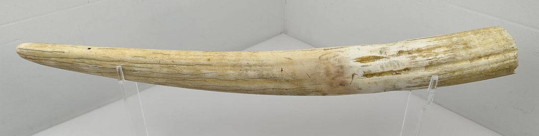 Antique Taxidermy Walrus Tusks Auction
