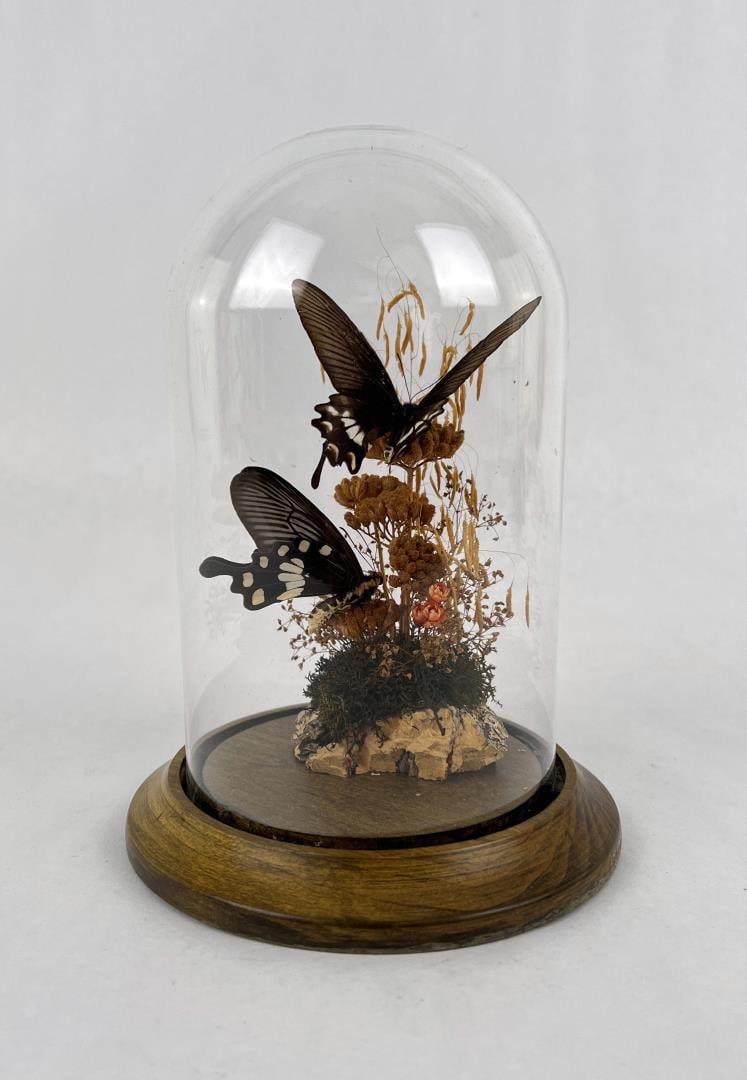 Taxidermy Butterfly Garden Diorama: 7 1/8" tall, 5 1/4" diameter.